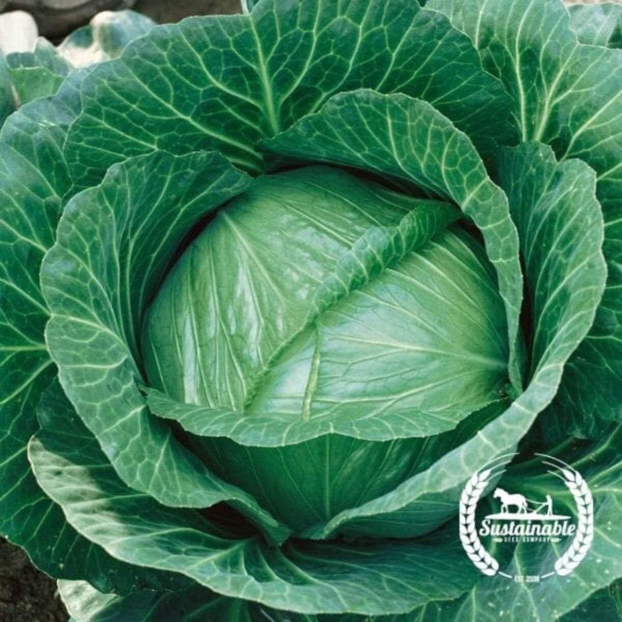 Brunswick Cabbage