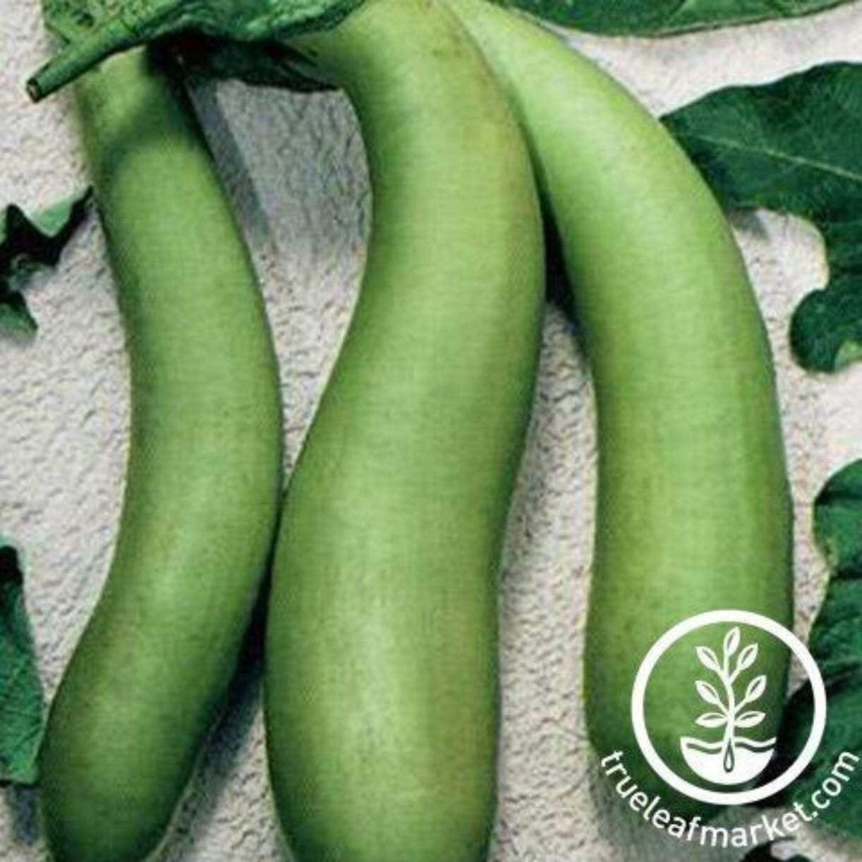 Louisiana Long Green Eggplant