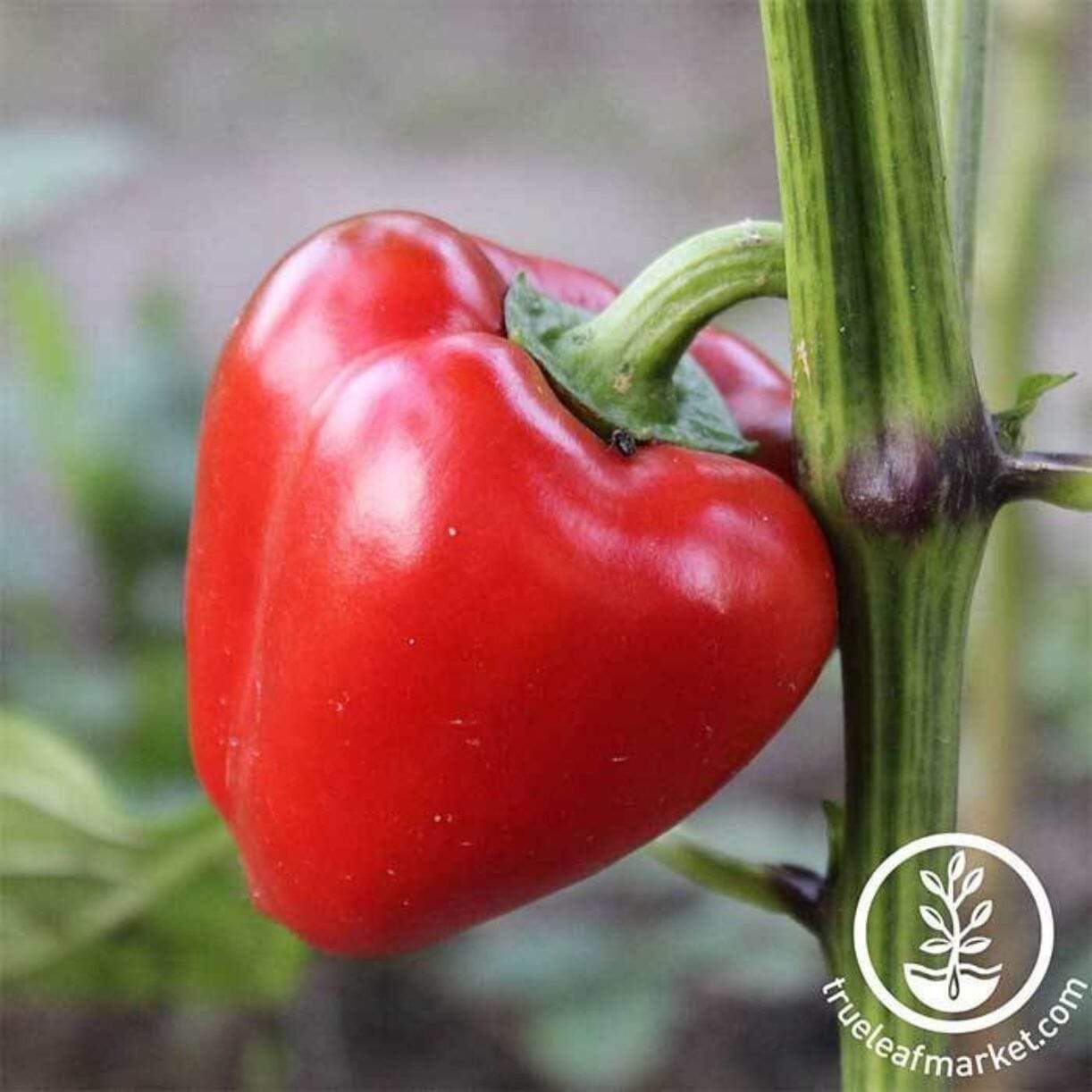 Mini Bell Red Pepper