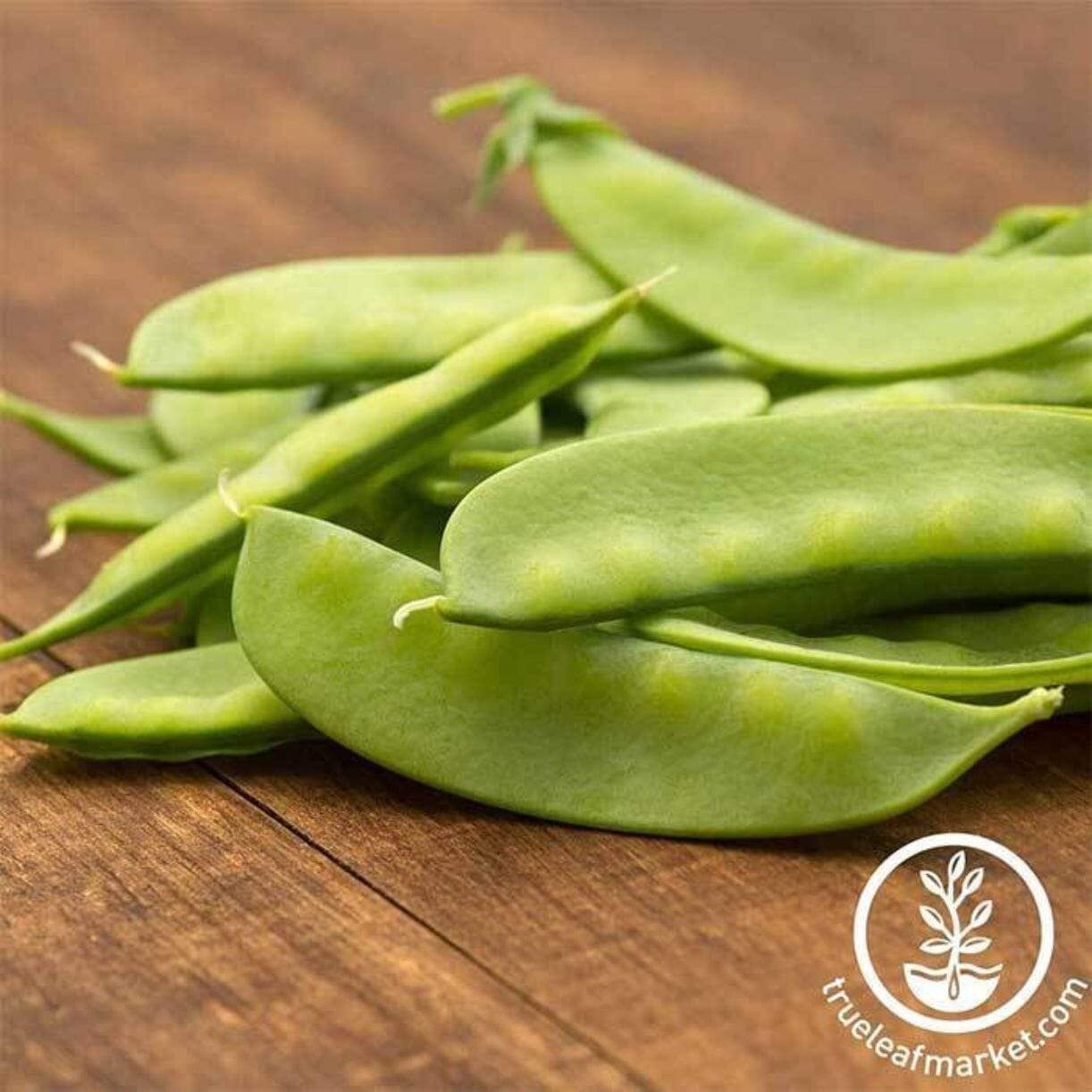 Dwarf Sugar Grey Pea