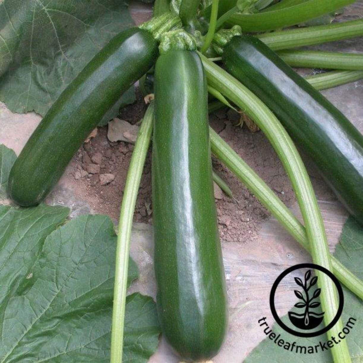 Black Jade Squash