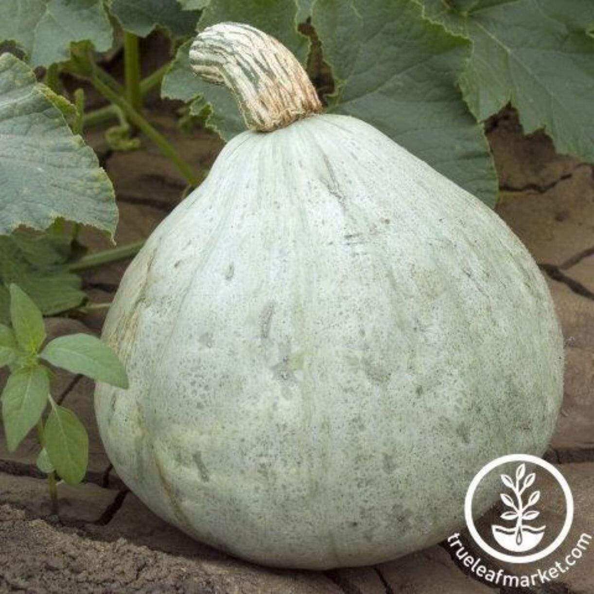 Silver Bell Squash