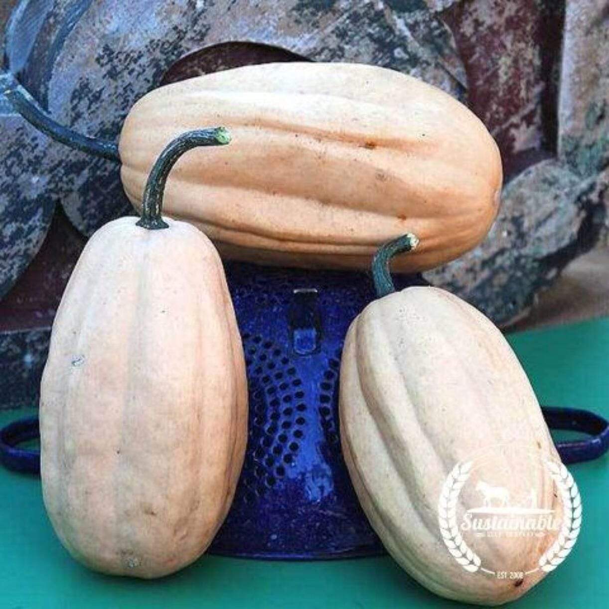 Fordhook Acorn Squash