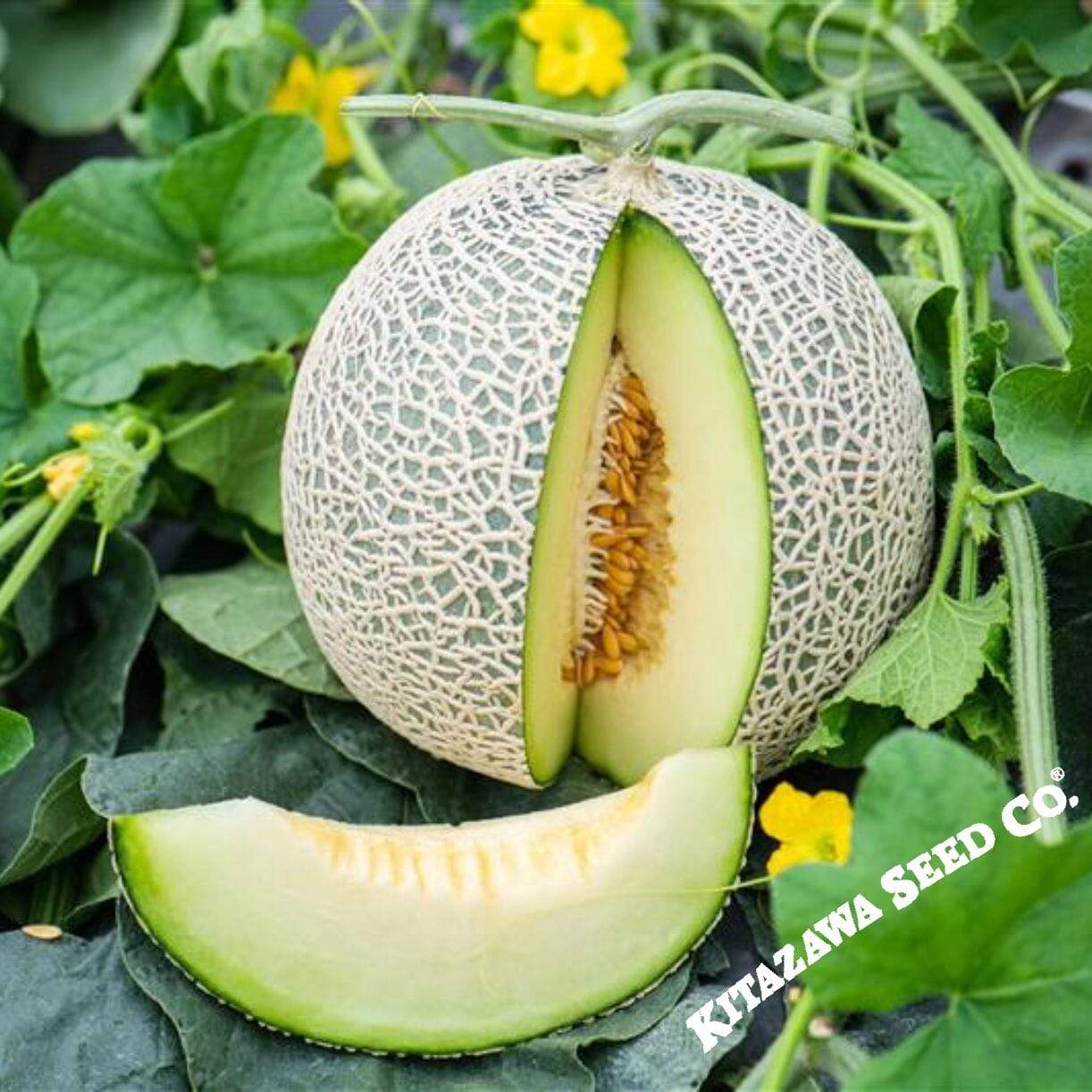 Ichiba Kouji Melon