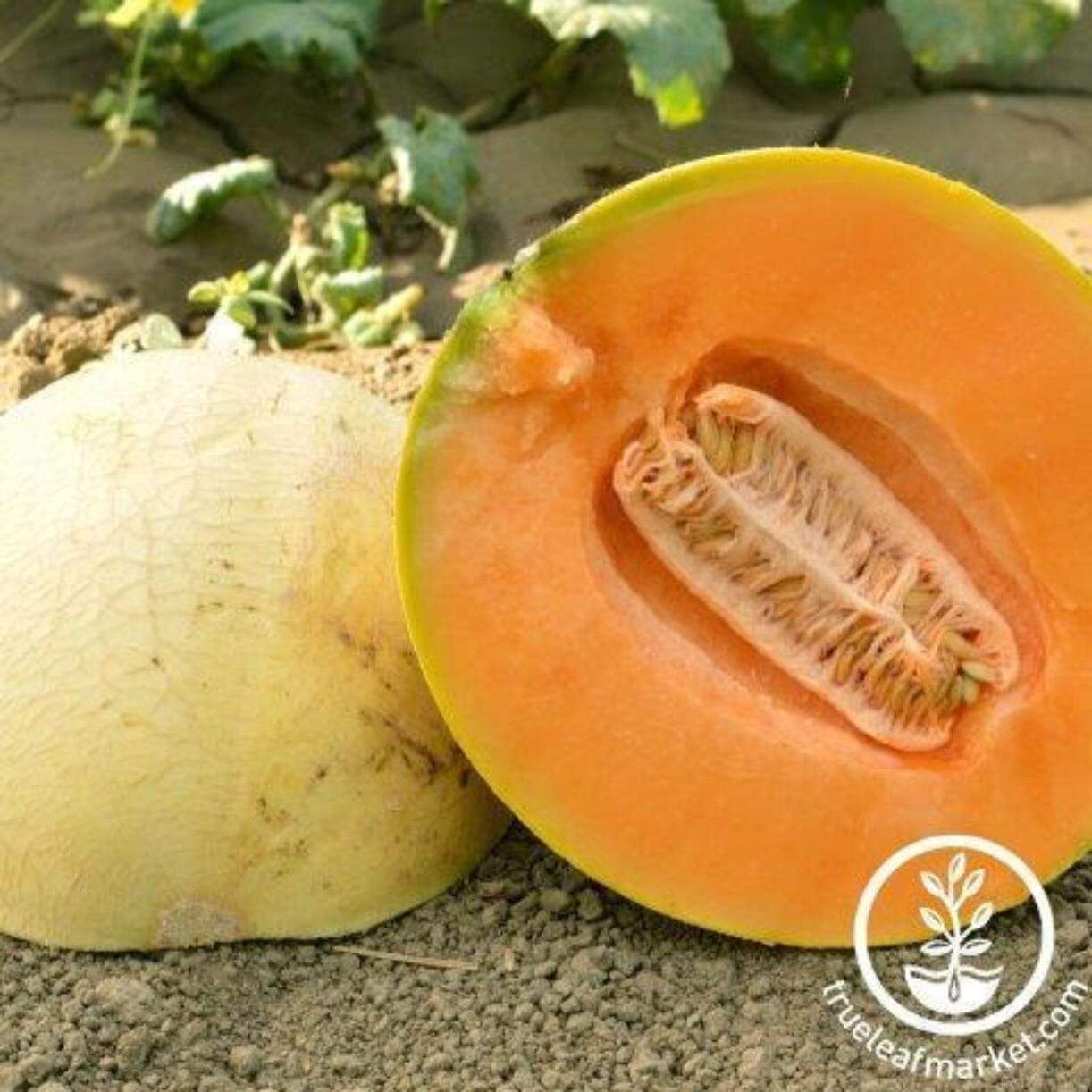 Extravagant Melon