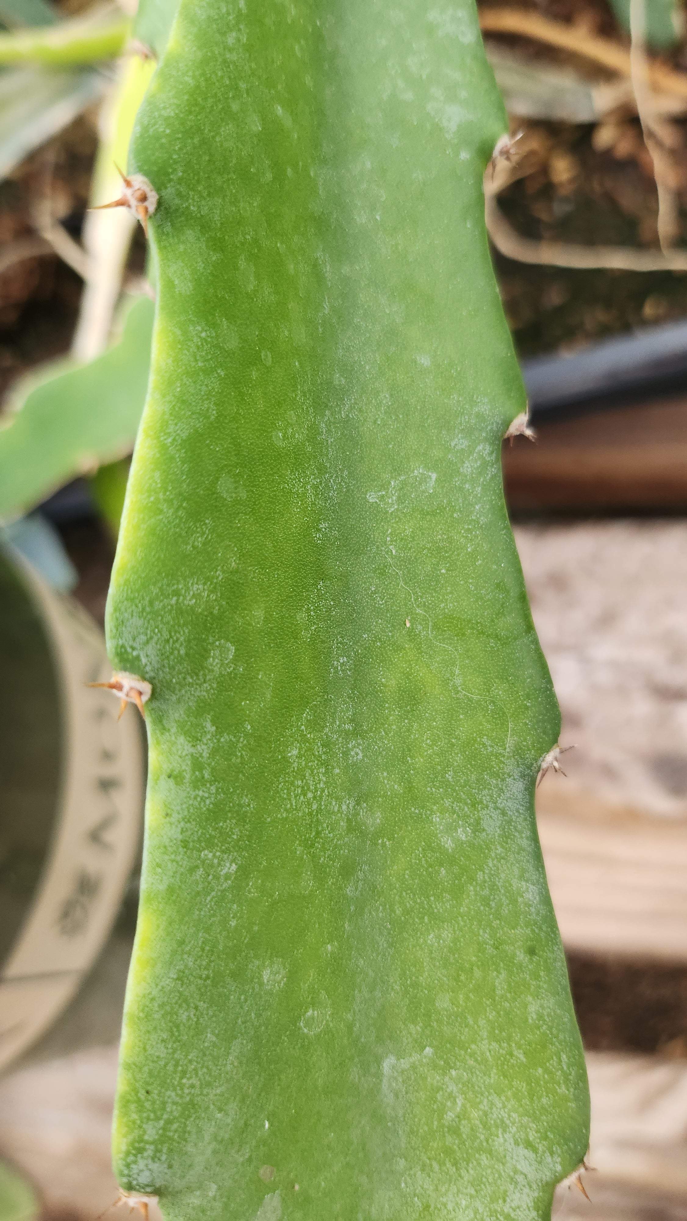 Es1 Dragon Fruit (9)