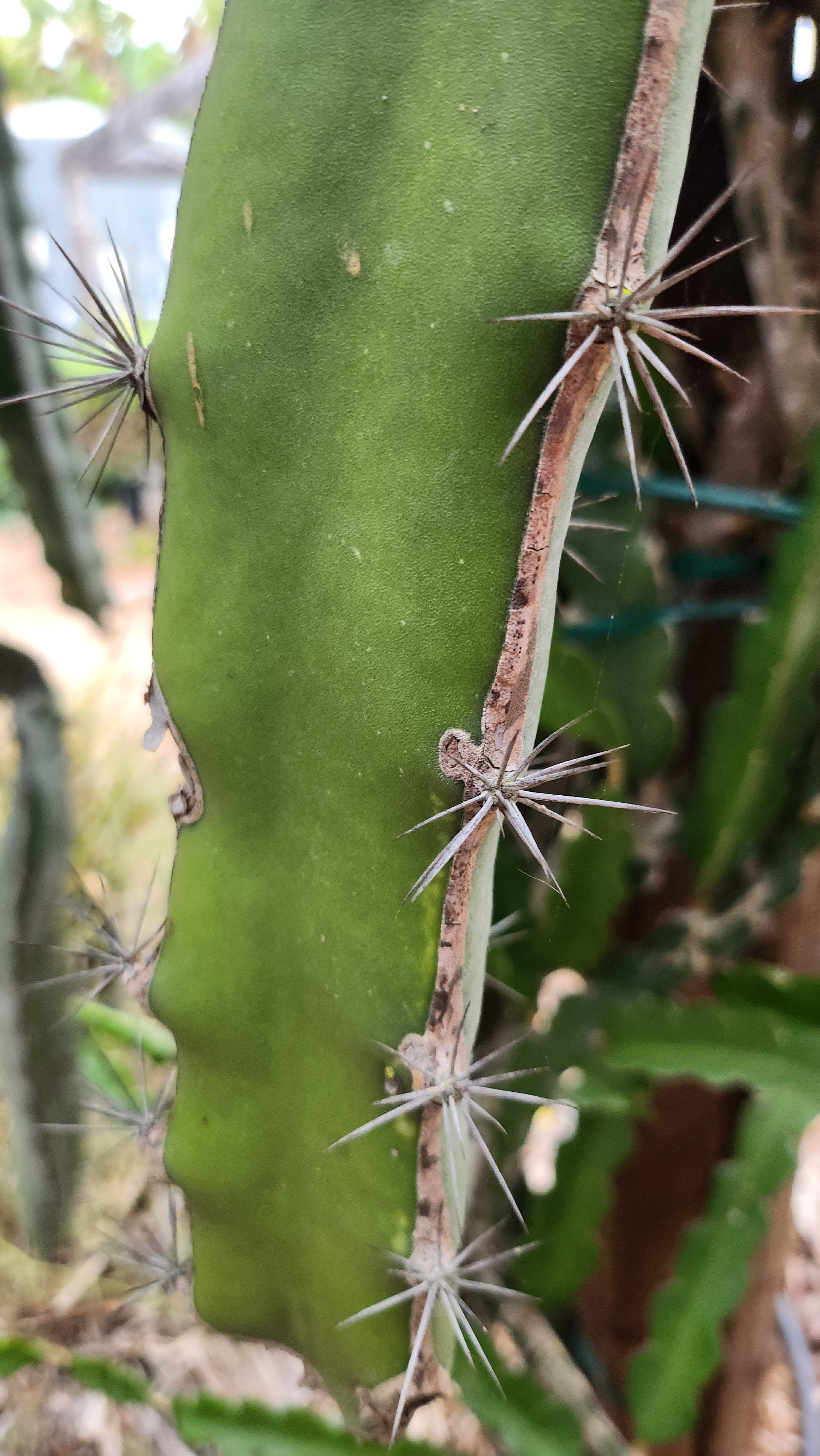 Es1 Dragon Fruit (7)