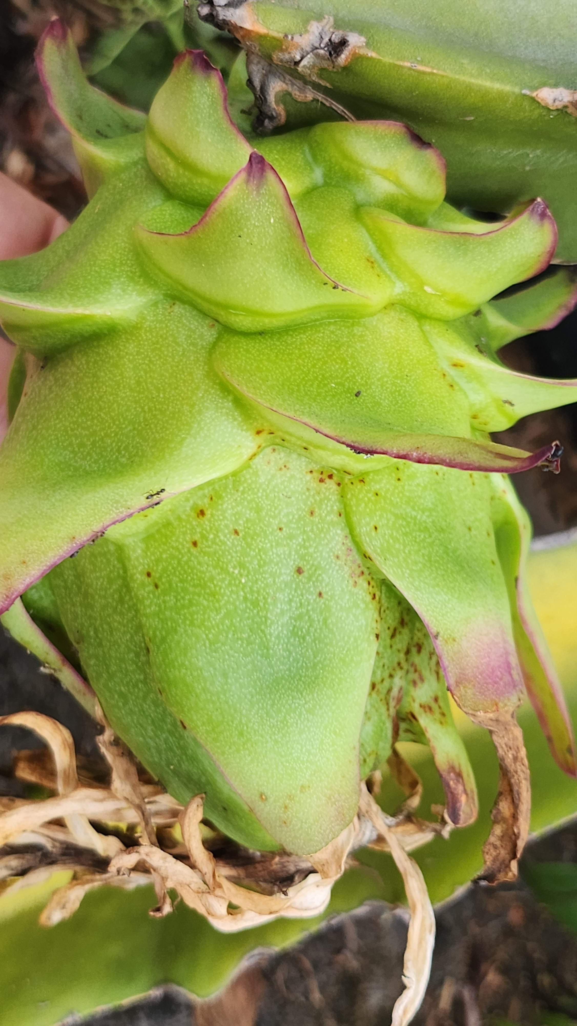 Es1 Dragon Fruit (8)
