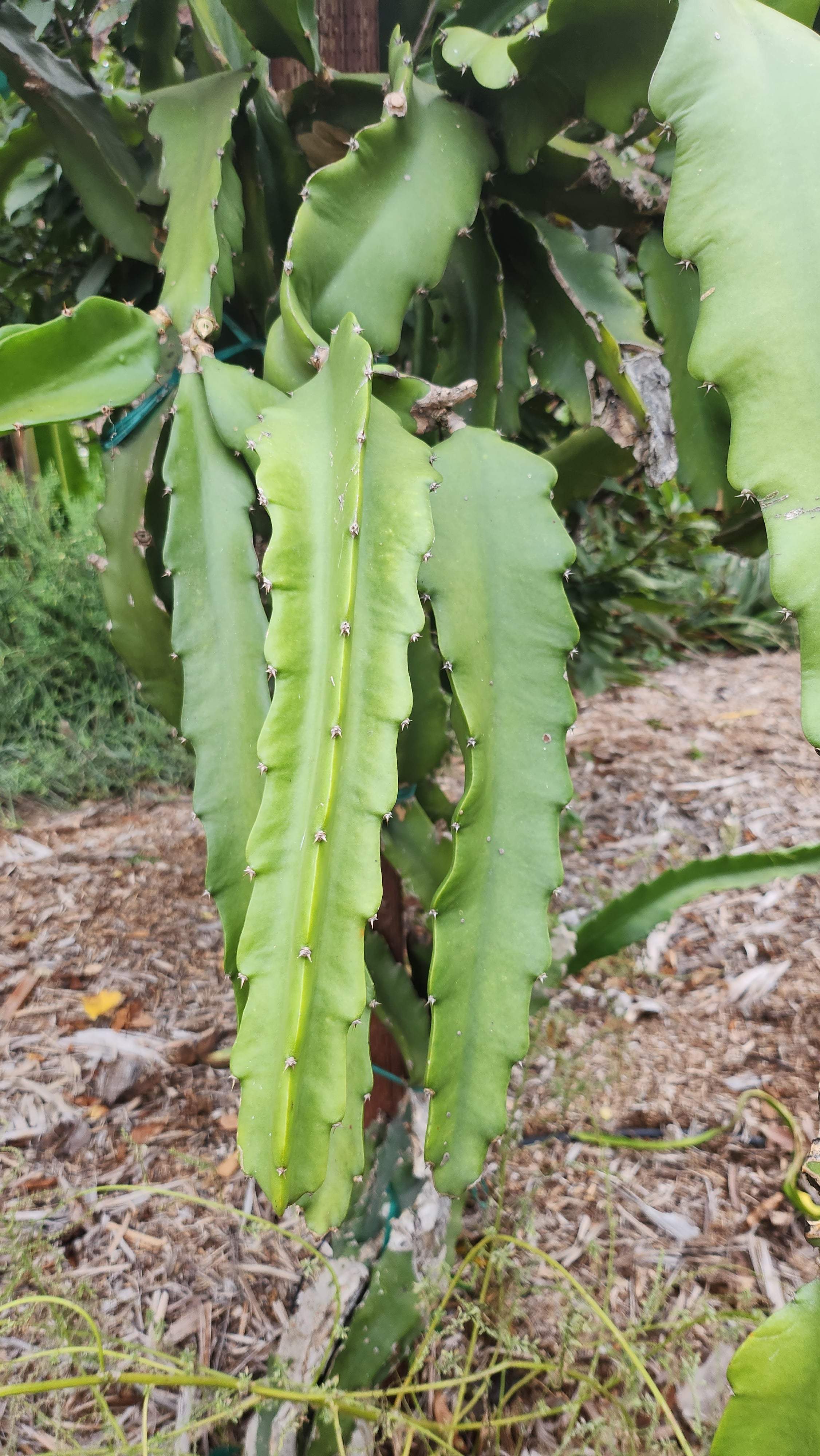 Es1 Dragon Fruit (11)