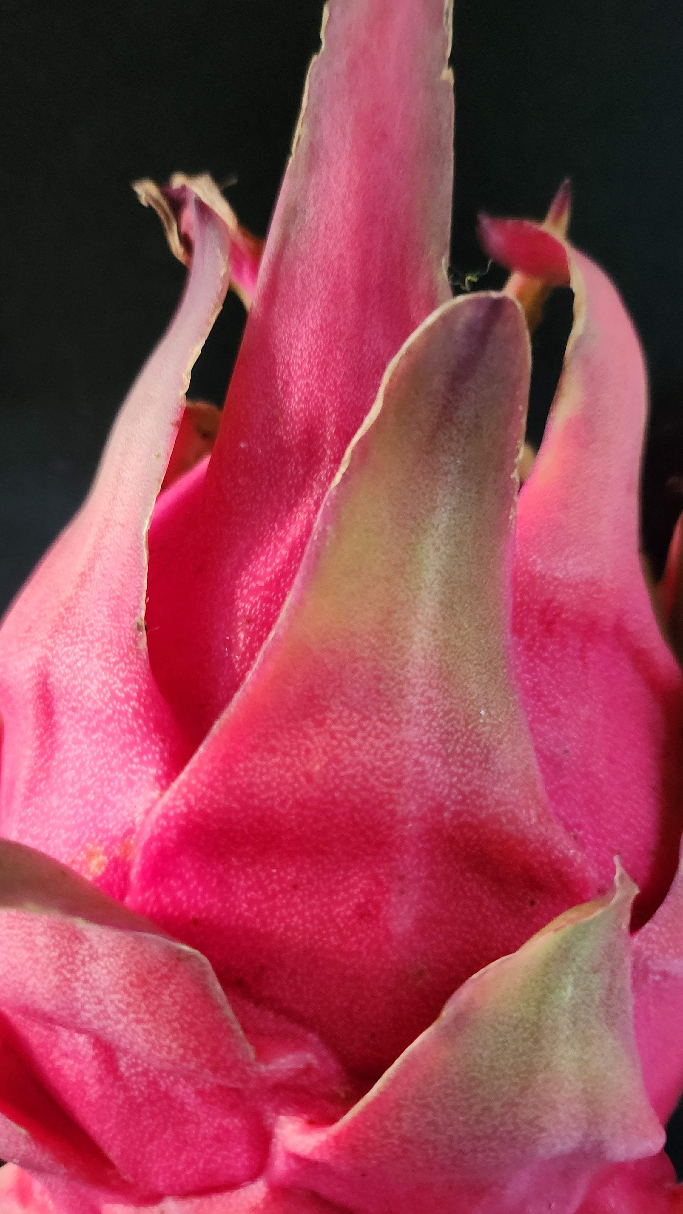 Es1 Dragon Fruit (4)