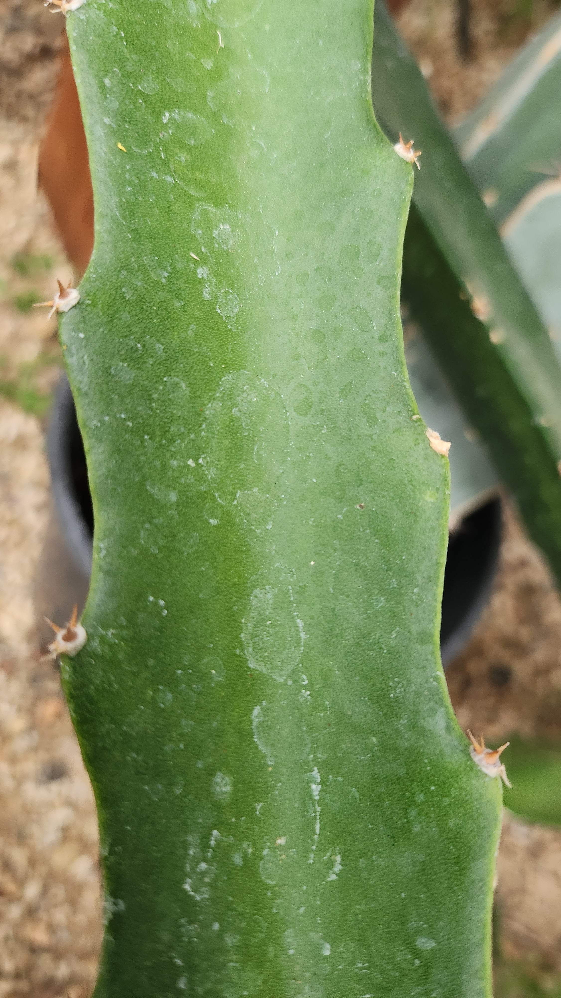 Es1 Dragon Fruit (10)