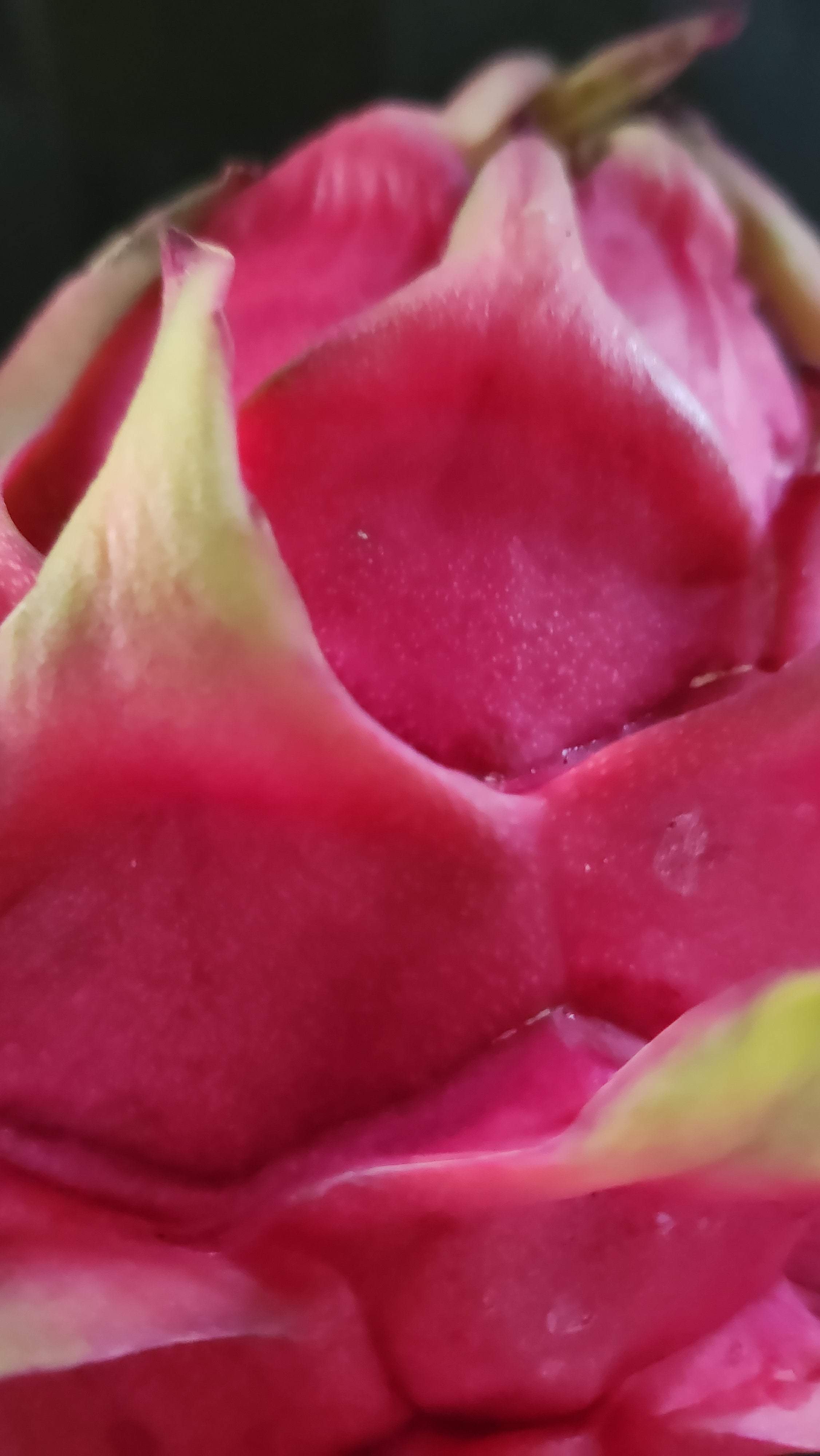 Es1 Dragon Fruit (3)