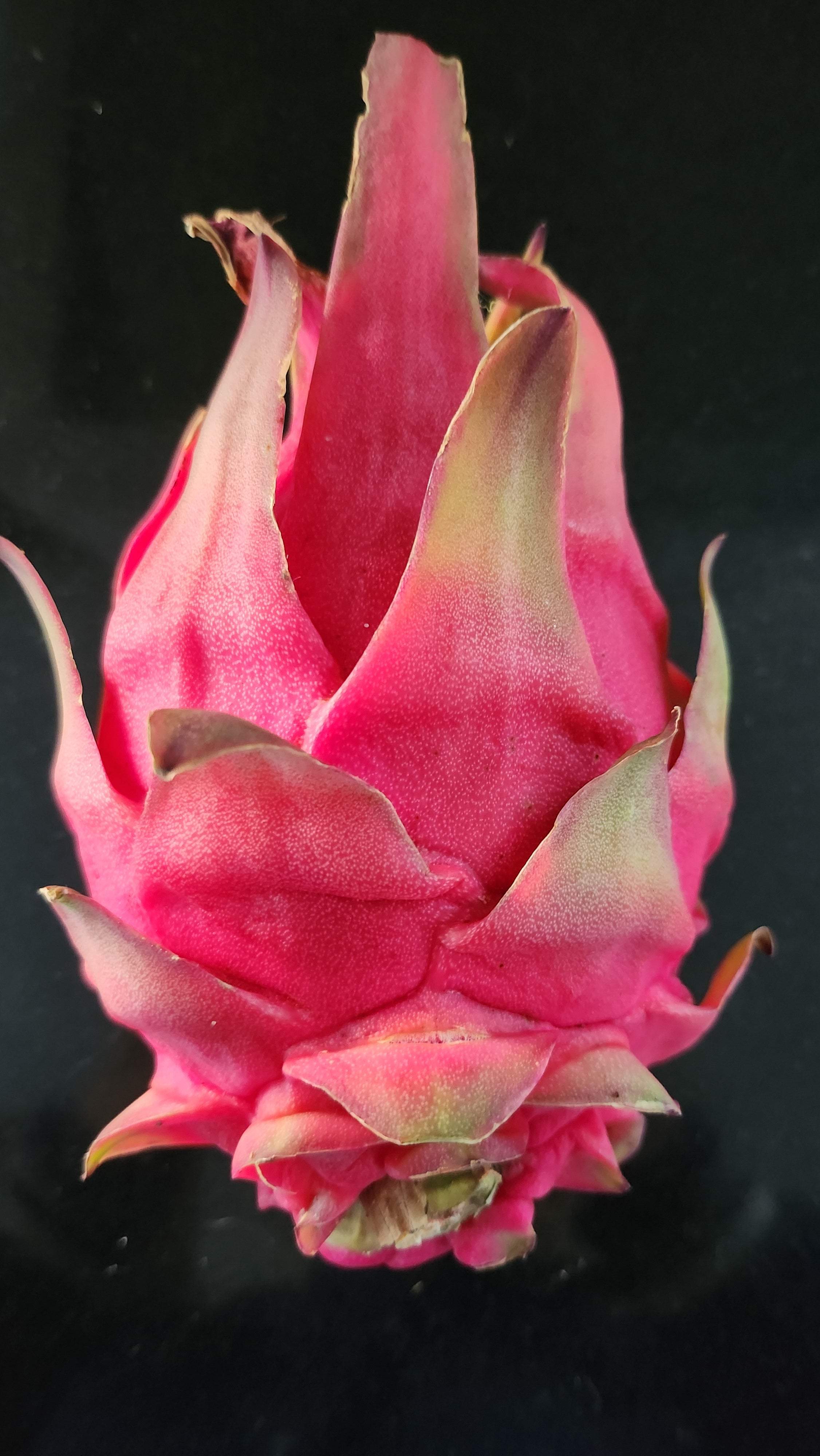 Es1 Dragon Fruit (5)