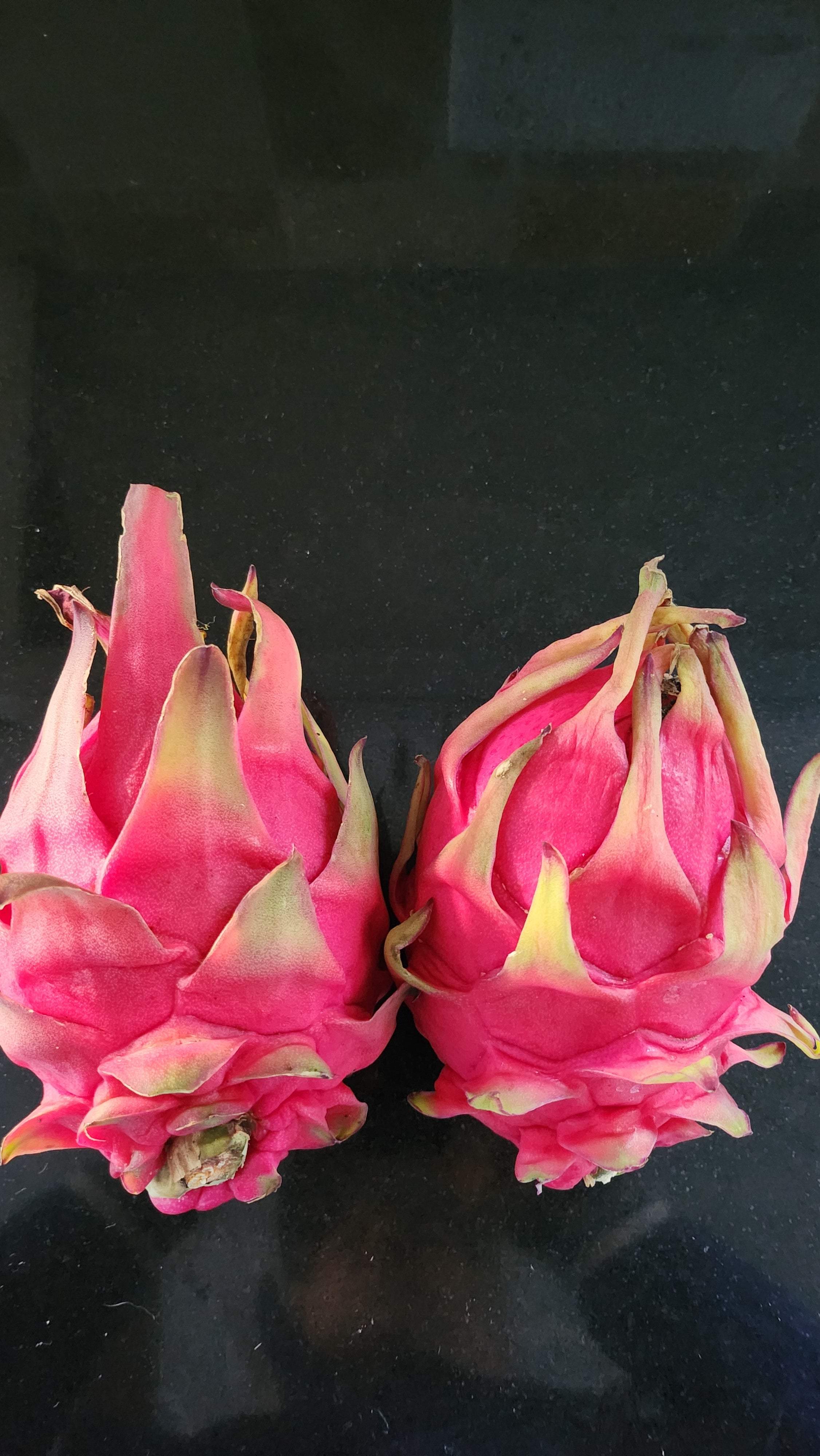 Es1 Dragon Fruit (2)