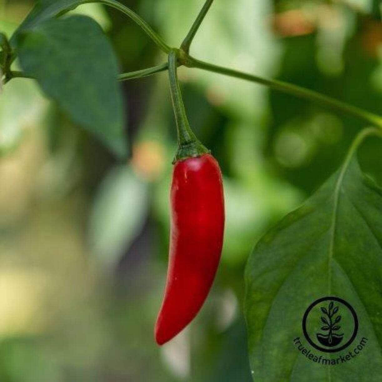 Birdseye Chili Pepper
