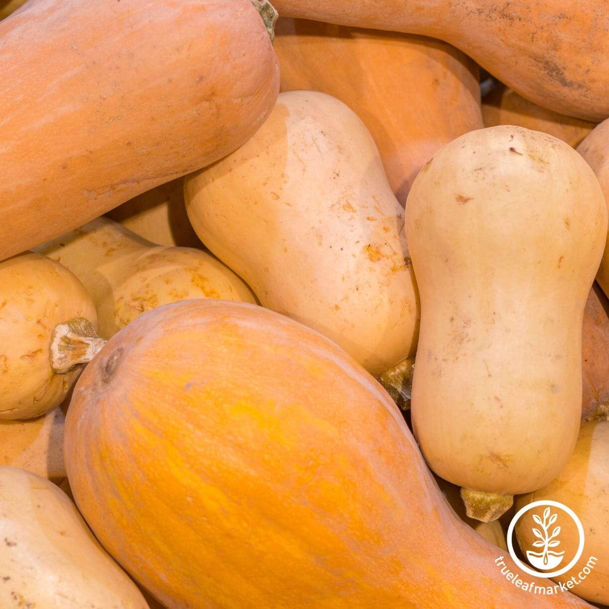 Bugle Squash