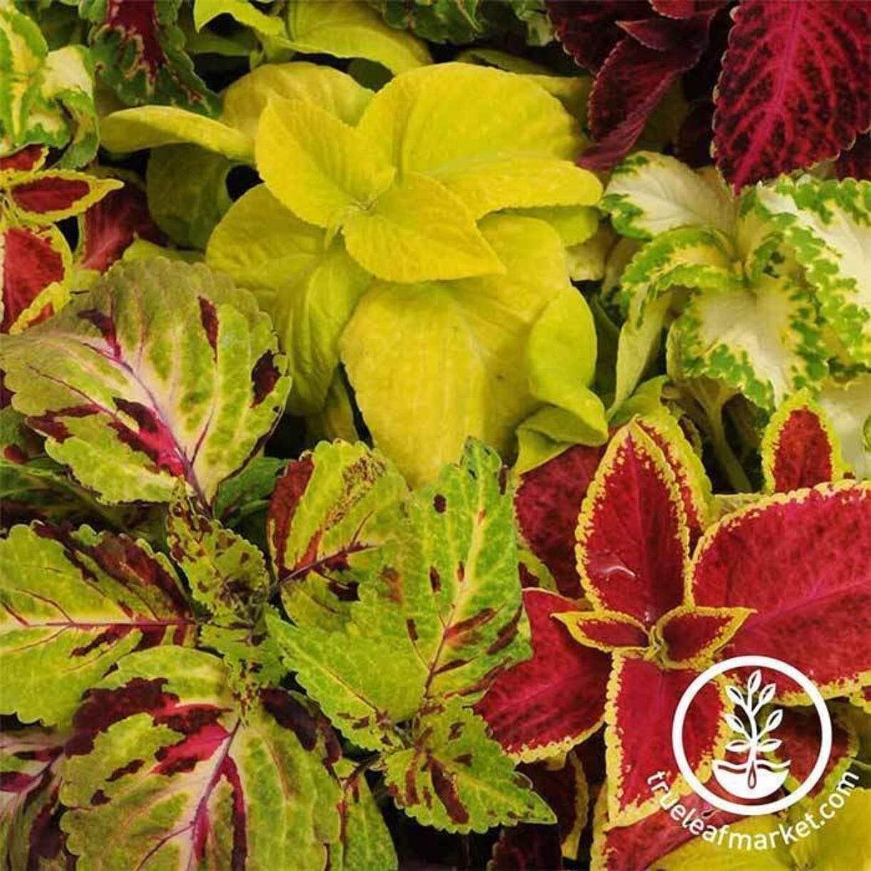 Rainbow Mixture Coleus