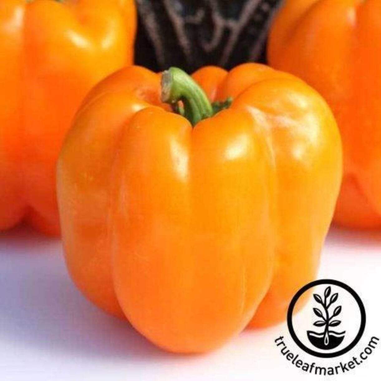 Orange King Bell Pepper