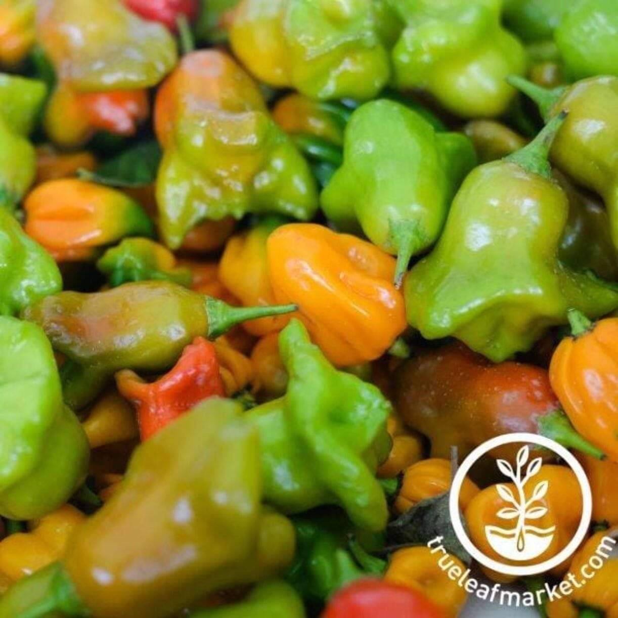 Mushroom Yellow Pepper