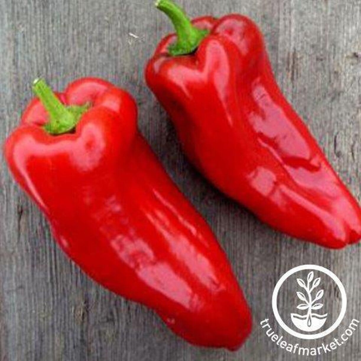 Poblano Ancho Pepper