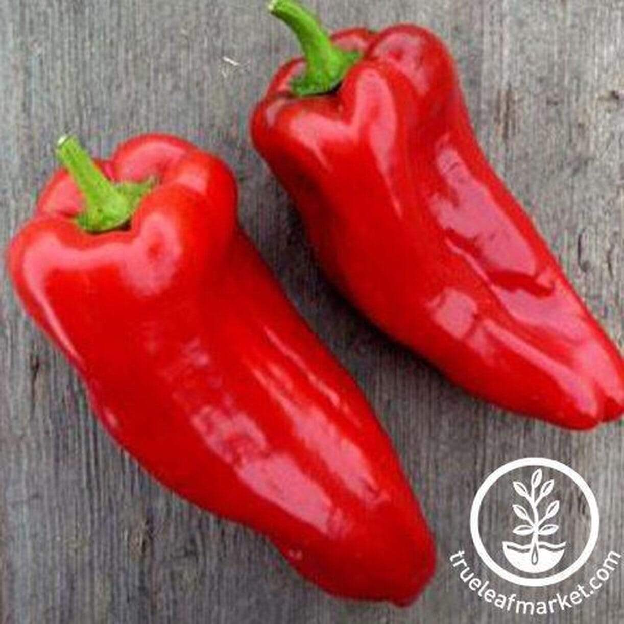Poblano Ancho Pepper