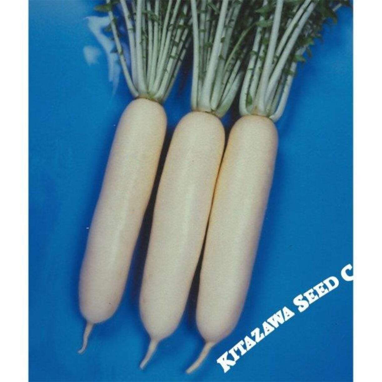 Wakayama White Radish
