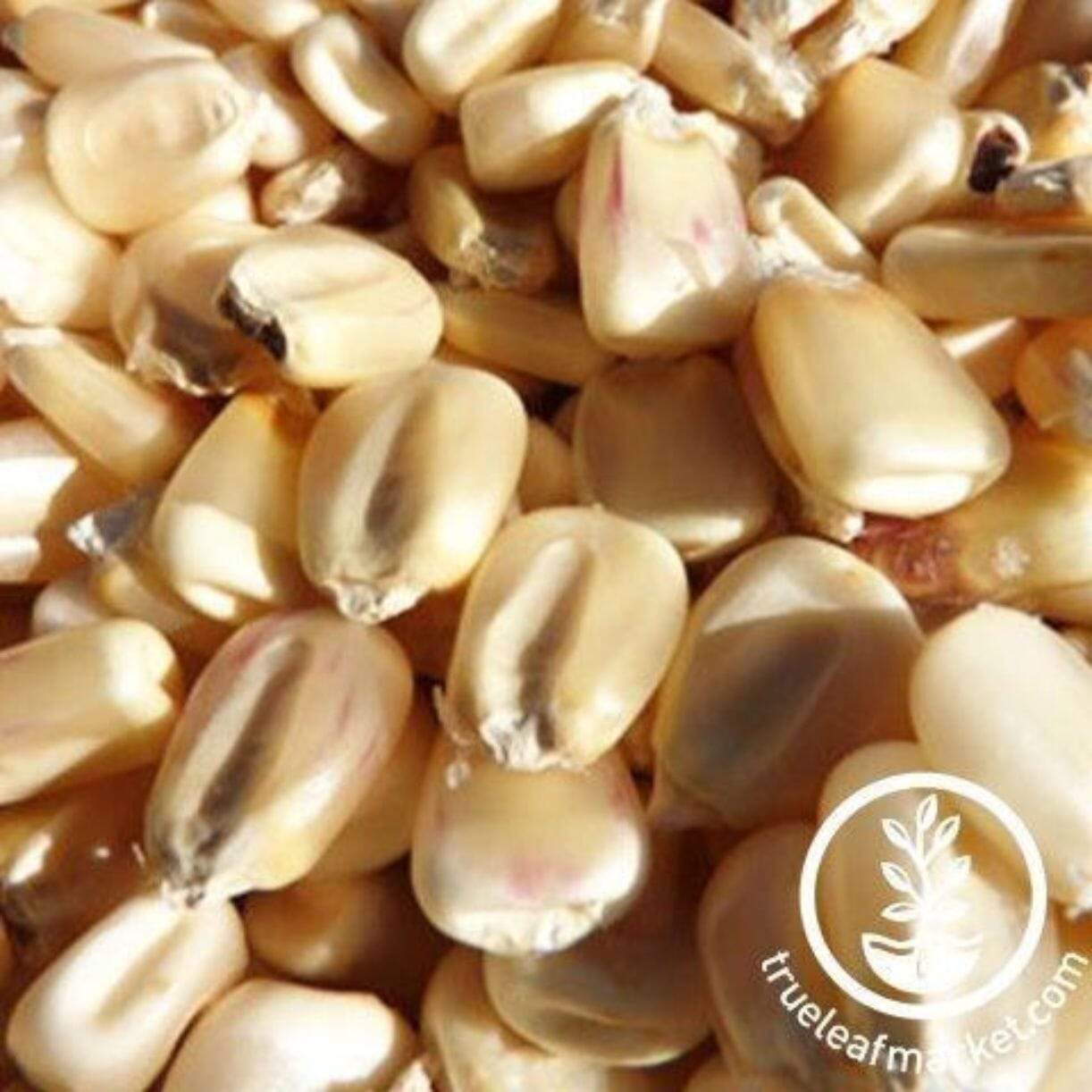 Silvermine Corn
