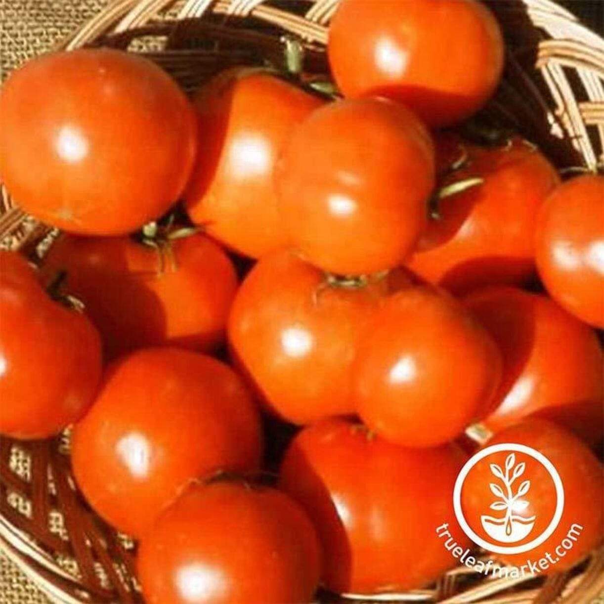 Rutgers Vf Tomato