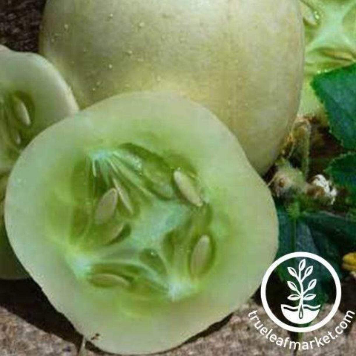 Crystal Apple Cucumber