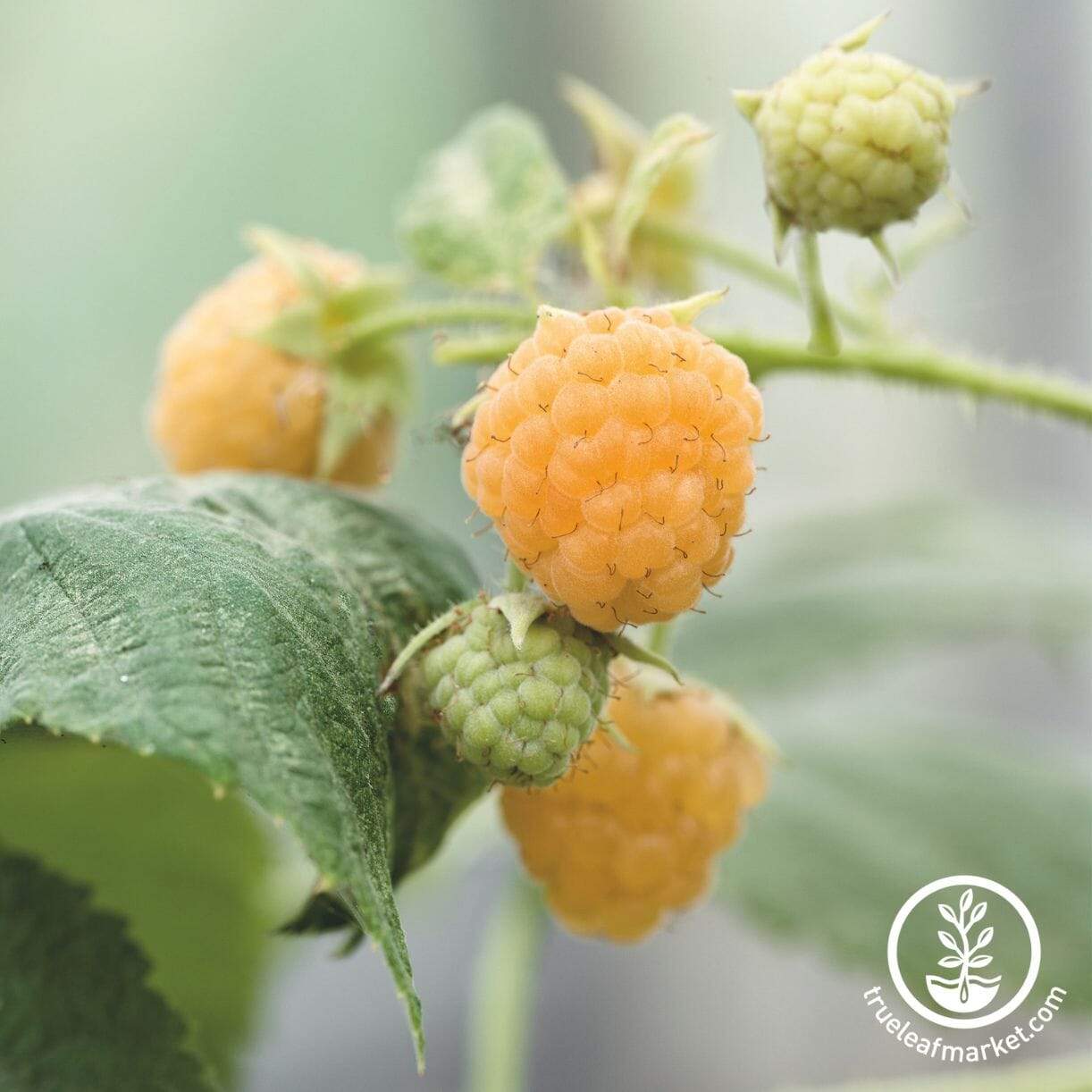 Fall Gold Raspberry