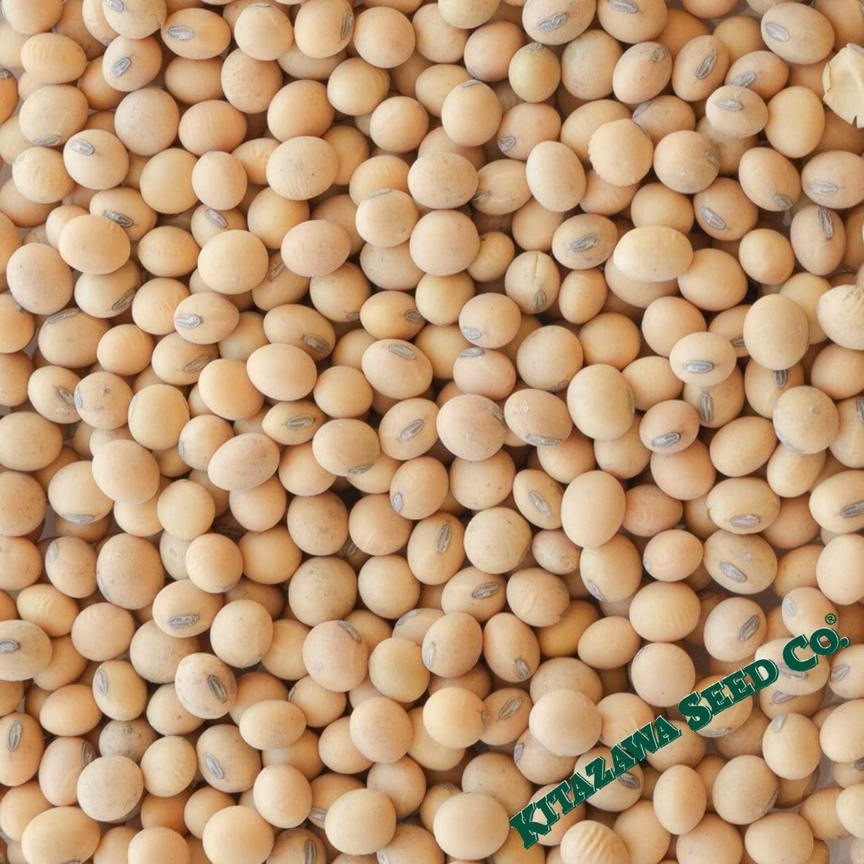 Shinonome Soybean