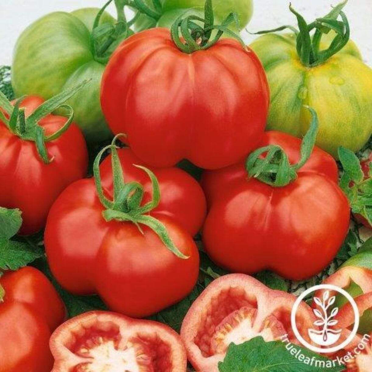 Stuffer Red Tomato