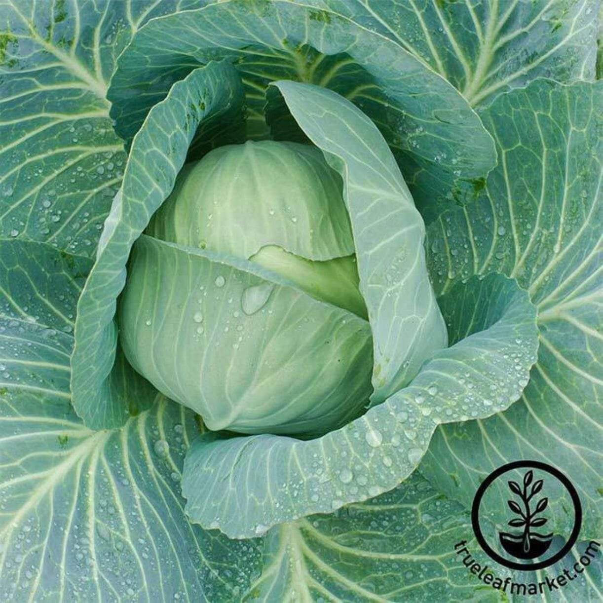 Late Flat Dutch Cabbage