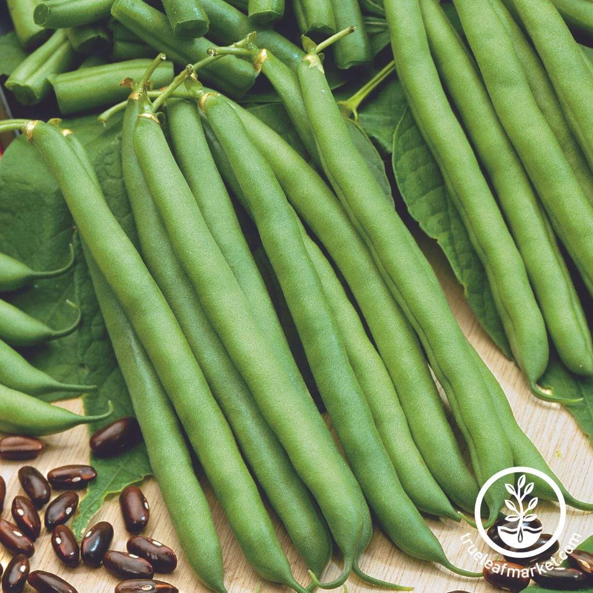 Landreth Stringless Bean