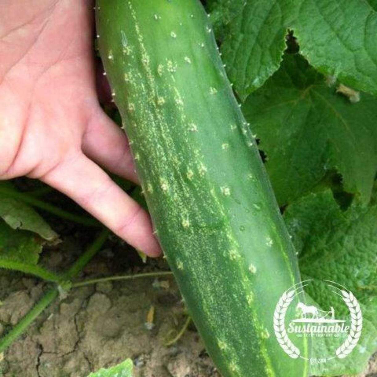 Straight Eight Cucumber