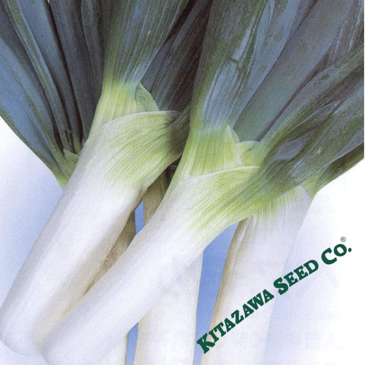 Shimonita Negi Onion