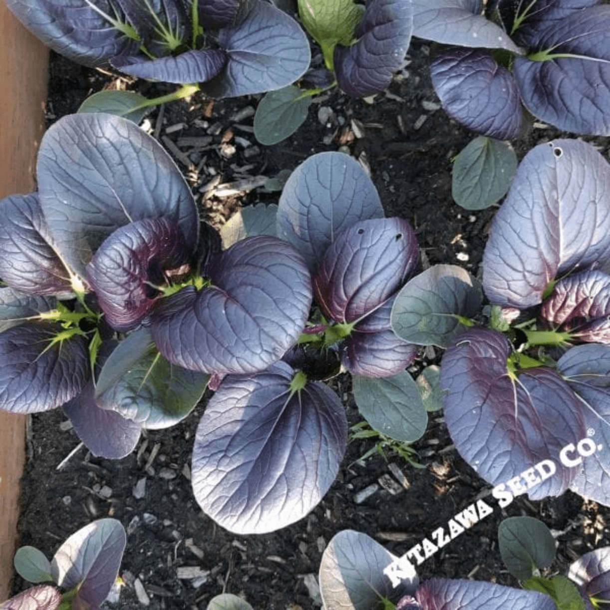 Pak Choi Tasty Pagoda Purple Cabbage
