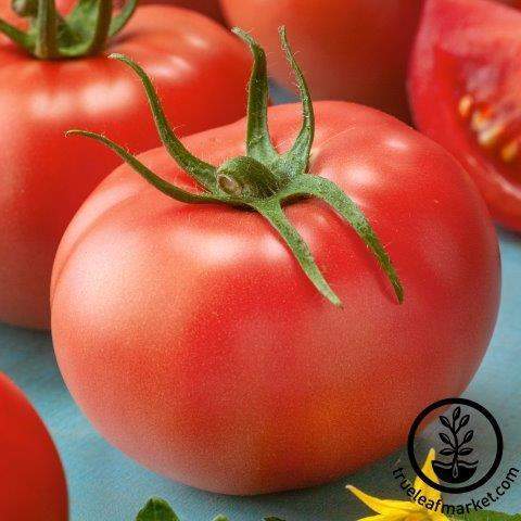 Super Sioux Tomato