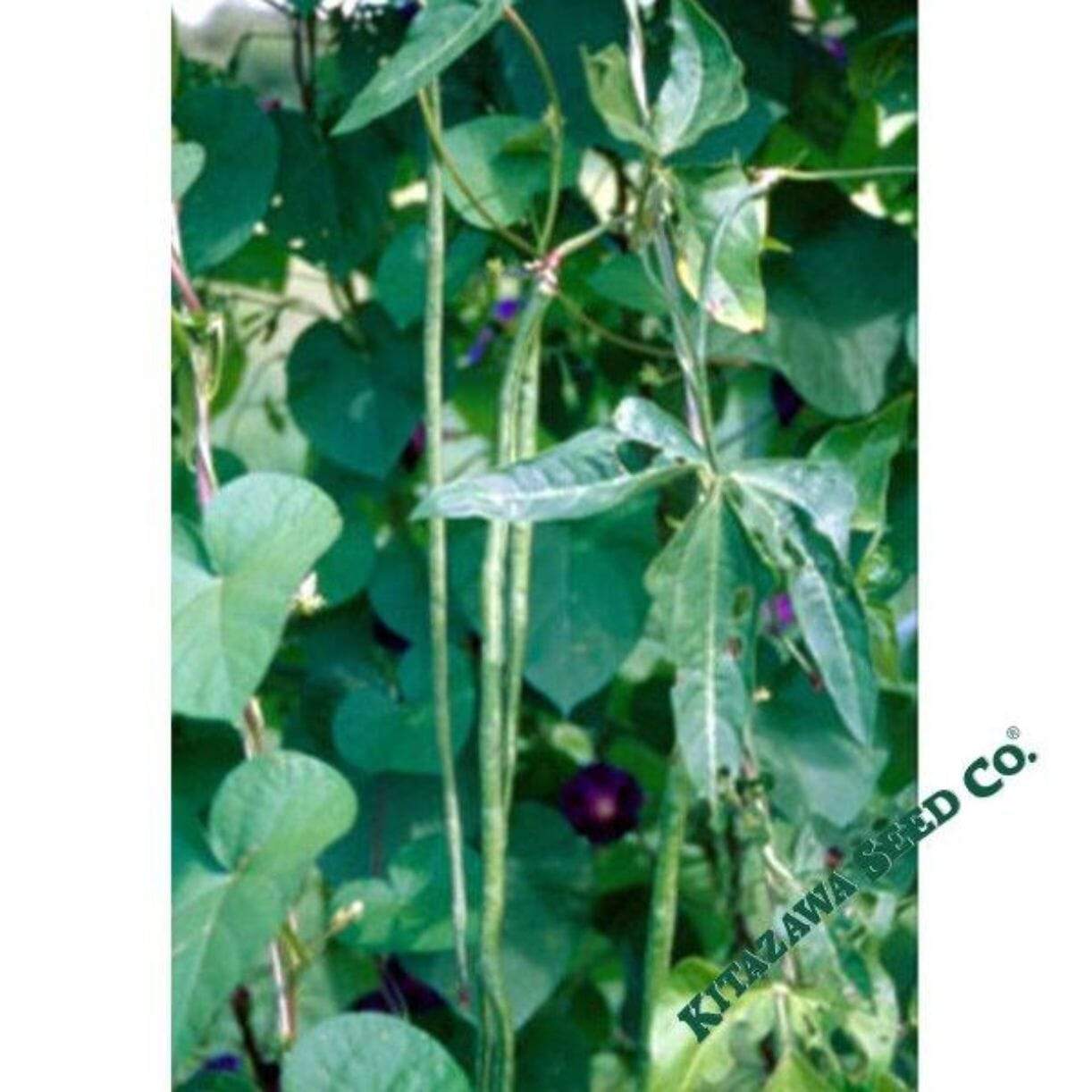Kurosanjaku Yard Long Bean