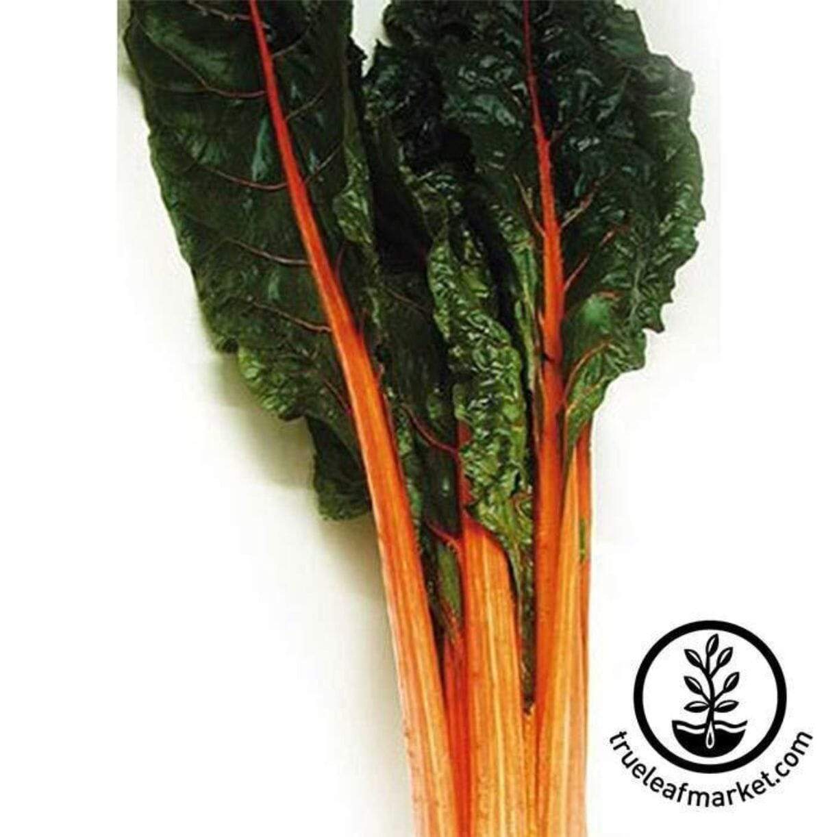 Orange Swiss Chard
