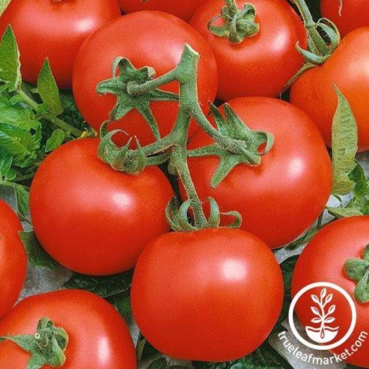 Early Boy Bush Tomato
