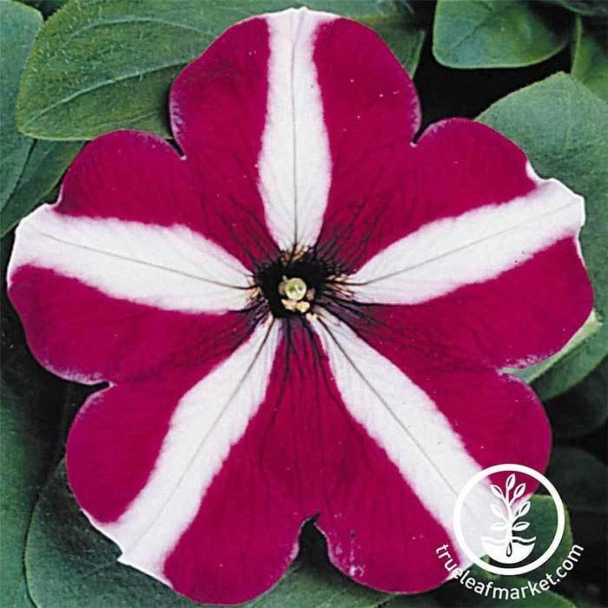 Madness Series Petunia