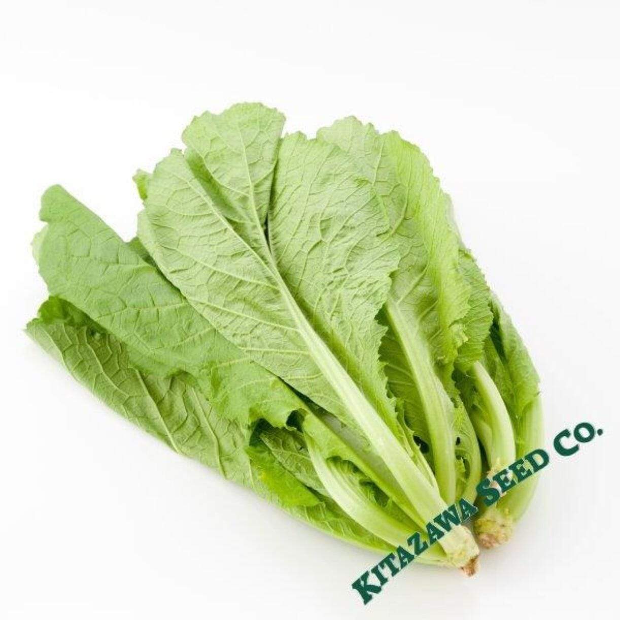 Nozawana Turnip