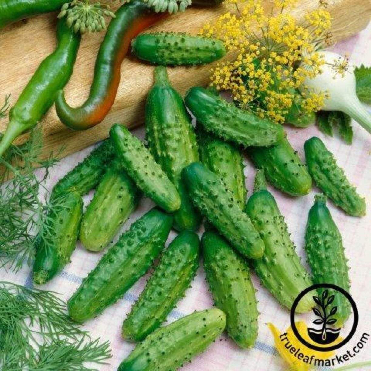 Parisian Gherkin Cucumber