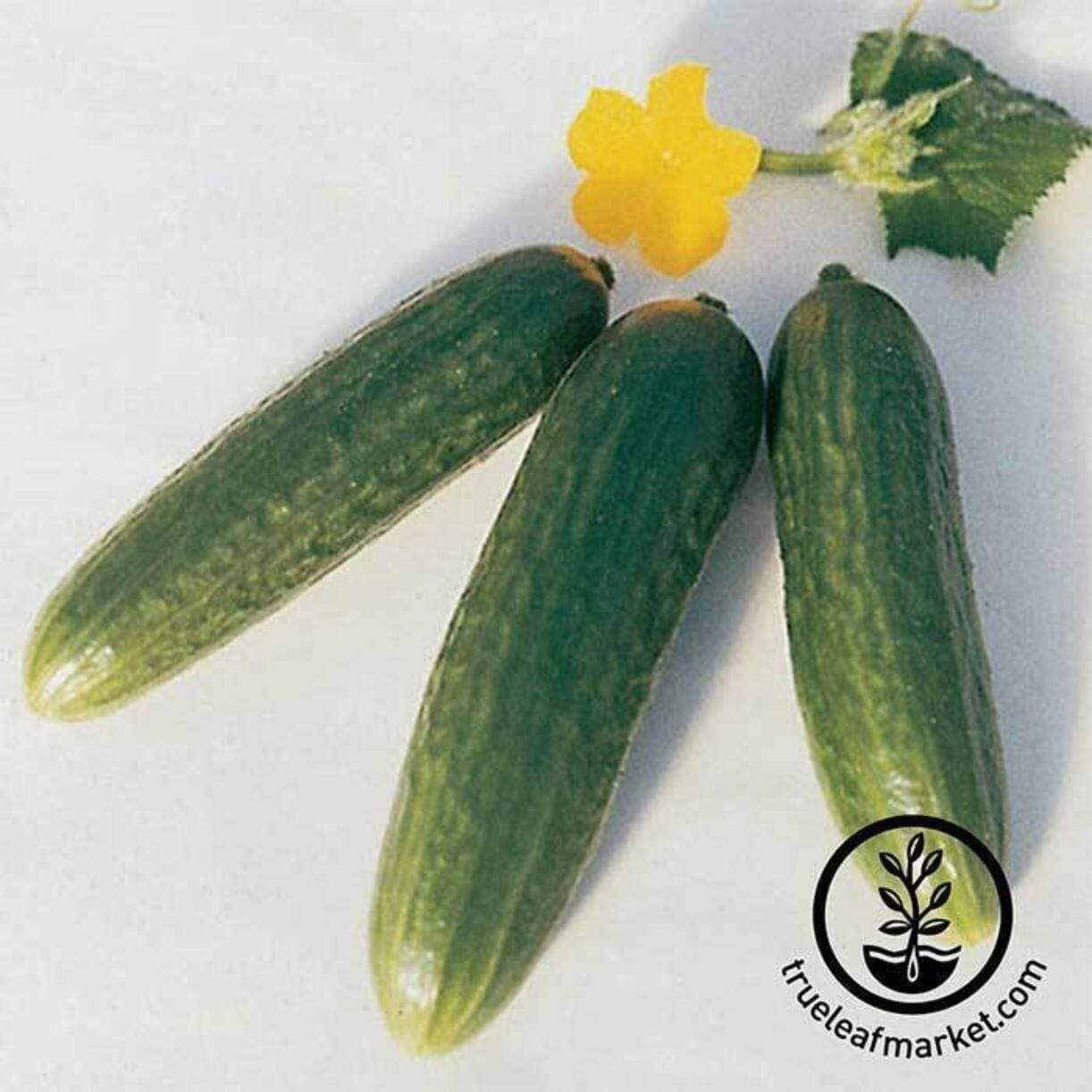Muncher Cucumber