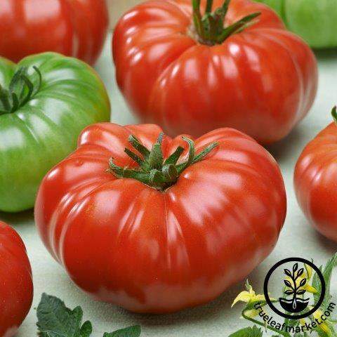 Costoluto Genovese Tomato