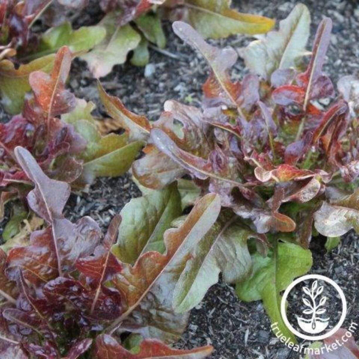 Oscarde Lettuce