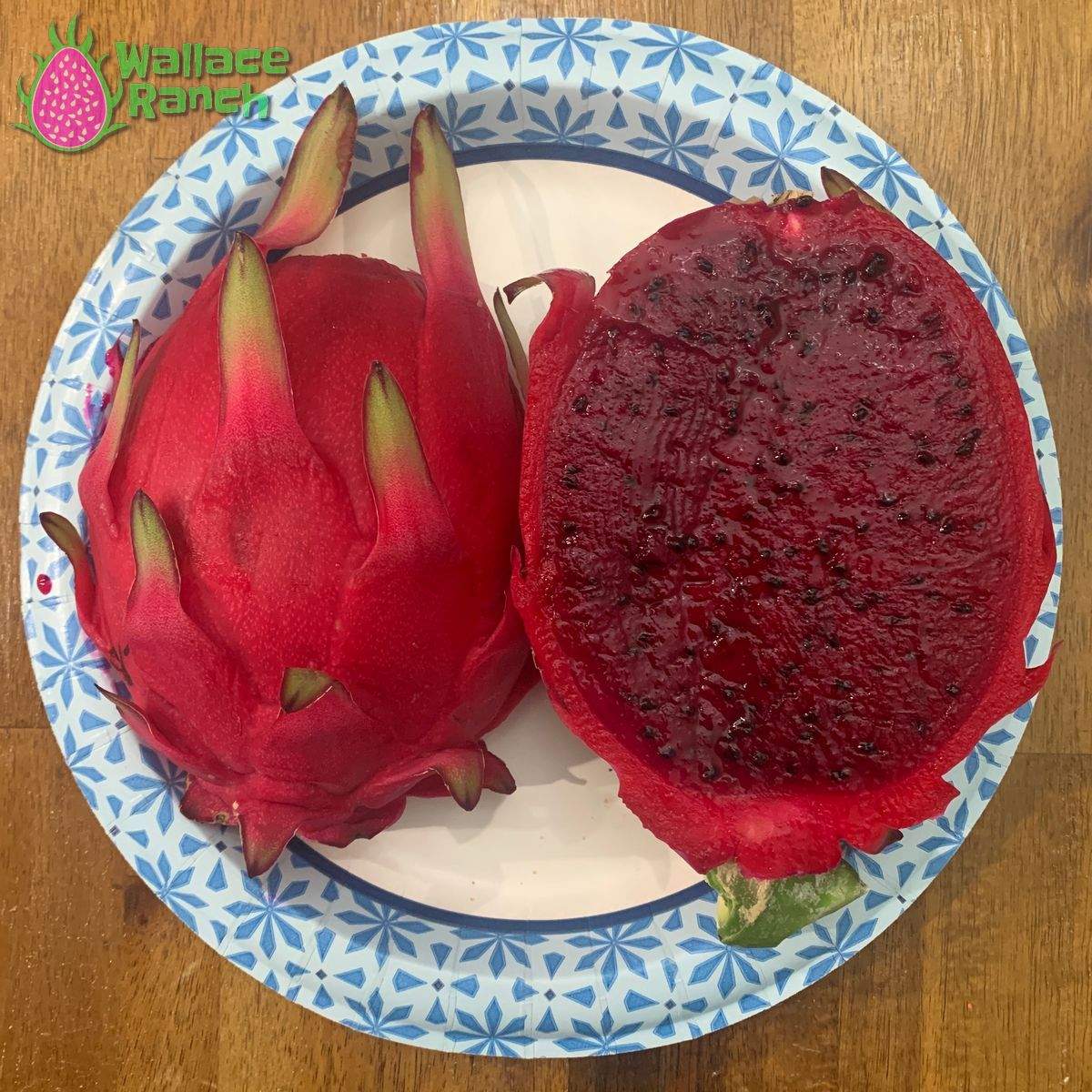Lisa Dragonfruit (1)