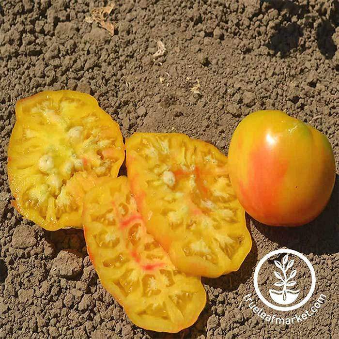Mr Stripey Tomato