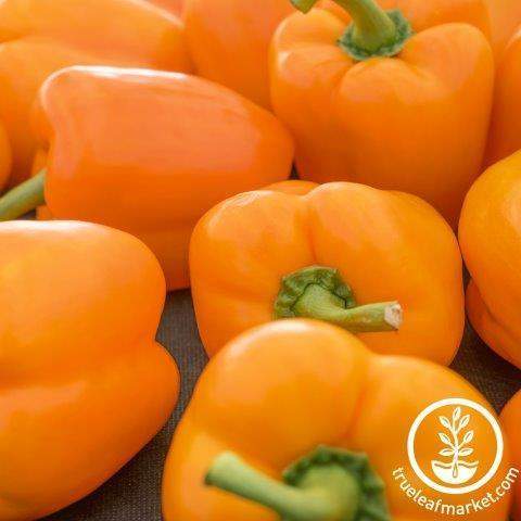 Orange Sun Pepper